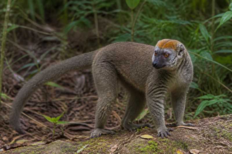 Image of a Red-fronted Brown Lemur in its natural habitat