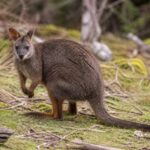 Image of a Red-legged Pademelon in its natural habitat