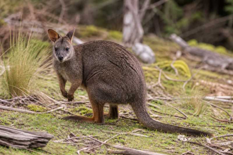 Image of a Red-legged Pademelon in its natural habitat