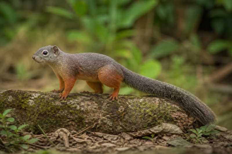 Image of a Red-legged Sun Squirrel in its natural habitat