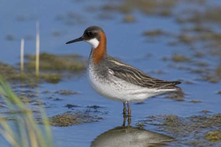 Image of a Red-necked Phalarope in its natural habitat