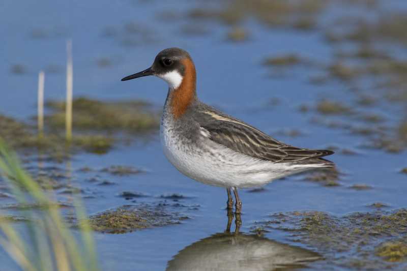 Image of a Red-necked Phalarope in its natural habitat