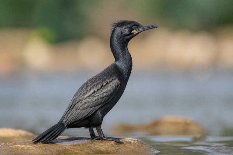 Image of a Reed Cormorant in its natural habitat