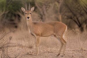 Image of a Rhebok in its natural habitat