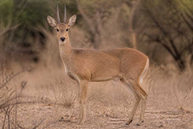 Image of a Rhebok in its natural habitat