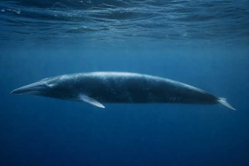 Image of a Rice's Whale in its natural habitat