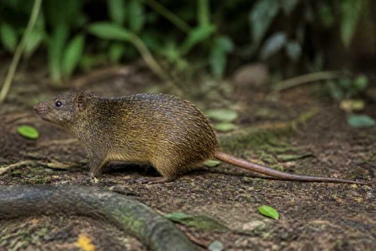 Image of a Rigid-spined Atlantic Spiny-rat in its natural habitat