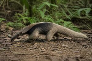 Image of a Rio Negro Silky Anteater in its natural habitat