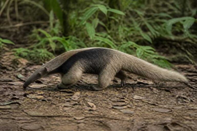 Image of a Rio Negro Silky Anteater in its natural habitat