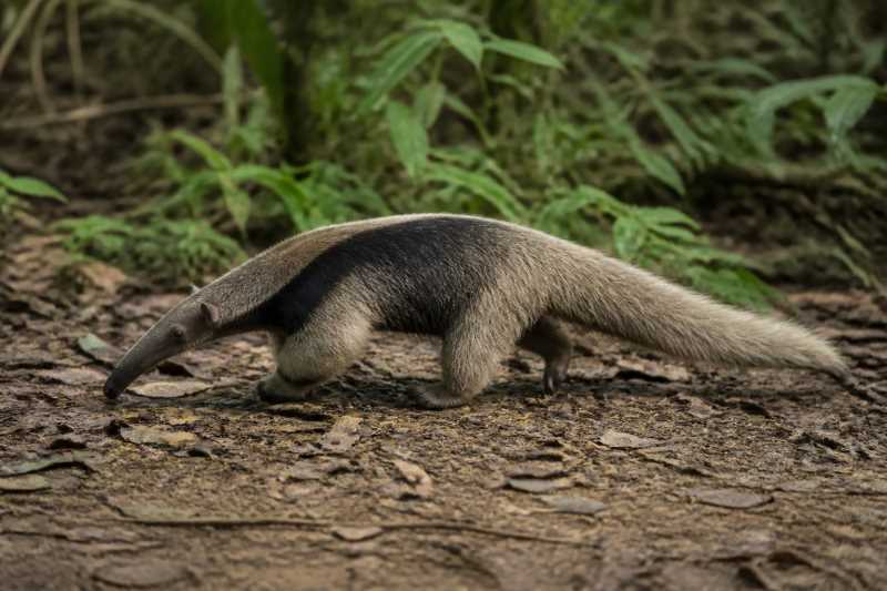 Image of a Rio Negro Silky Anteater in its natural habitat