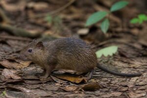 Image of a Rio de Janeiro Spiny-rat in its natural habitat