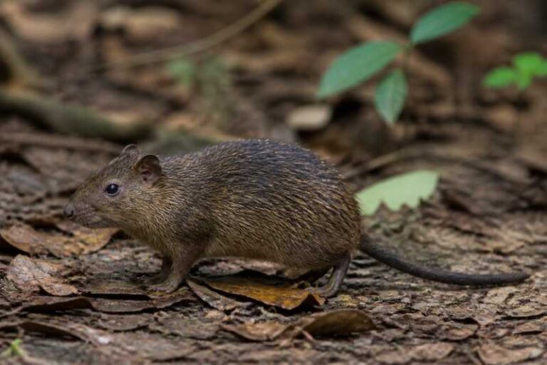 Image of a Rio de Janeiro Spiny-rat in its natural habitat