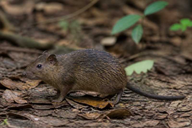 Image of a Rio de Janeiro Spiny-rat in its natural habitat