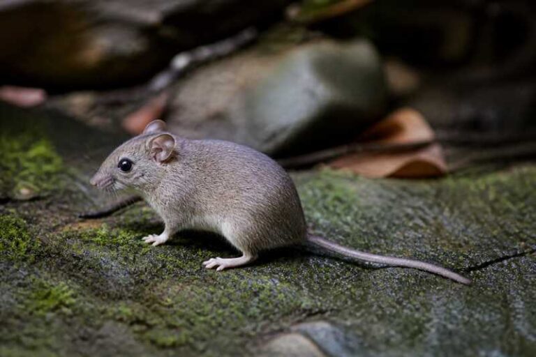 Image of a Riverine Soft-furred Mouse in its natural habitat