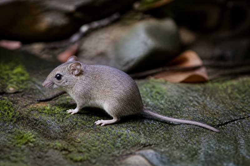 Image of a Riverine Soft-furred Mouse in its natural habitat