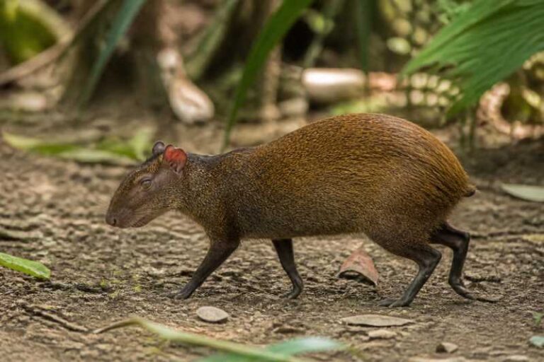 Image of a Roatan Island Agouti in its natural habitat