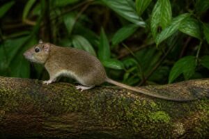Image of a Robert's Arboreal Rice Rat in its natural habitat