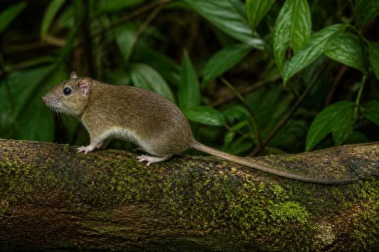 Image of a Robert's Arboreal Rice Rat in its natural habitat