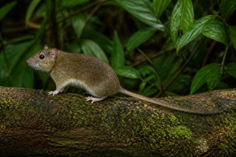 Image of a Robert's Arboreal Rice Rat in its natural habitat