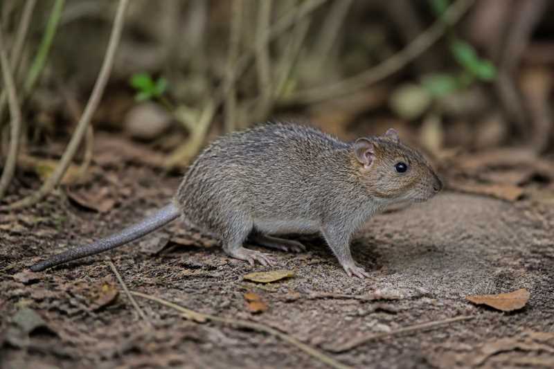 Image of a Robert's Spiny-rat in its natural habitat