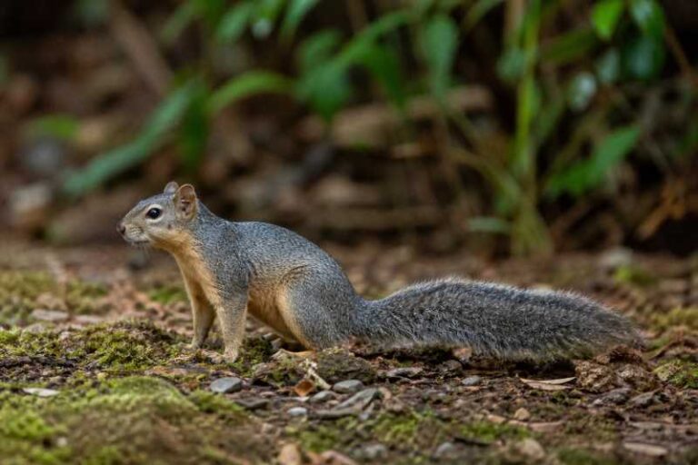 Image of a Robinson's Squirrel in its natural habitat
