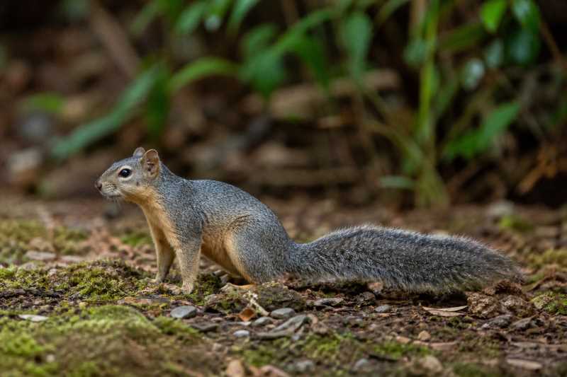 Image of a Robinson's Squirrel in its natural habitat