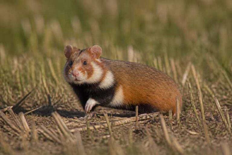 Image of a Romanian Golden Hamster in its natural habitat