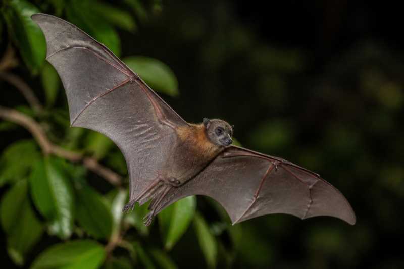 Image of a Rosenberg's Fruit-eating Bat in its natural habitat