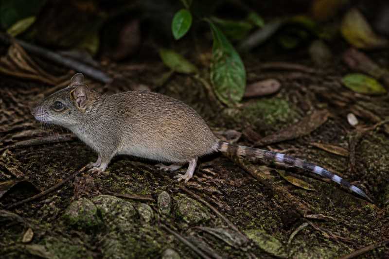 Image of a Rossel Island Mosaic-tailed Rat in its natural habitat