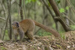 Image of a Rufous Brown Lemur in its natural habitat
