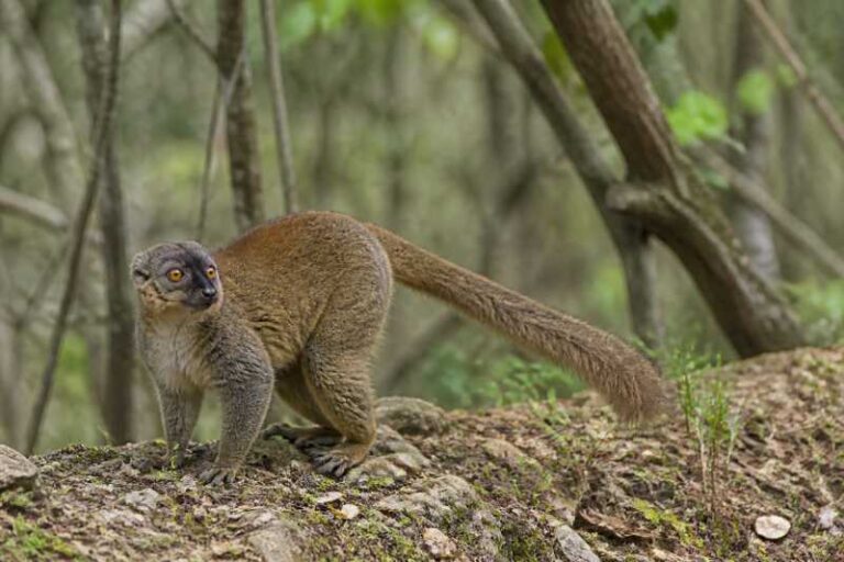 Image of a Rufous Brown Lemur in its natural habitat