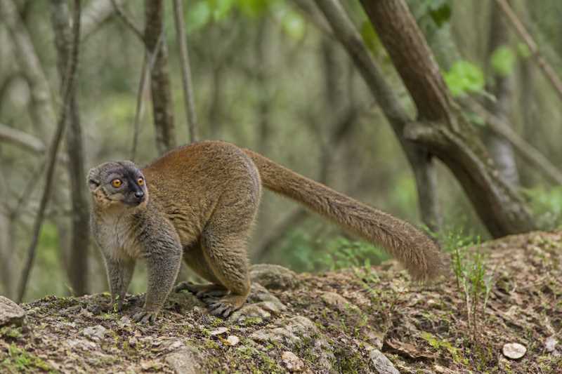 Image of a Rufous Brown Lemur in its natural habitat