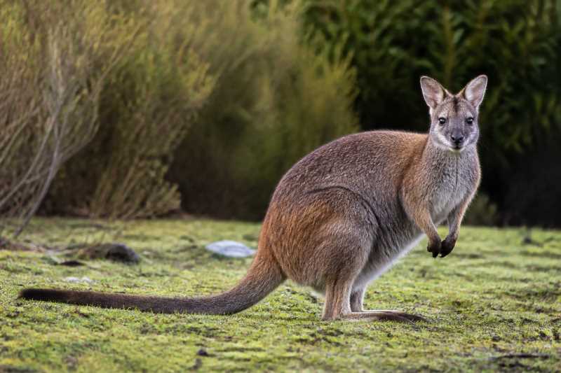 Image of a Rufous Hare Wallaby in its natural habitat