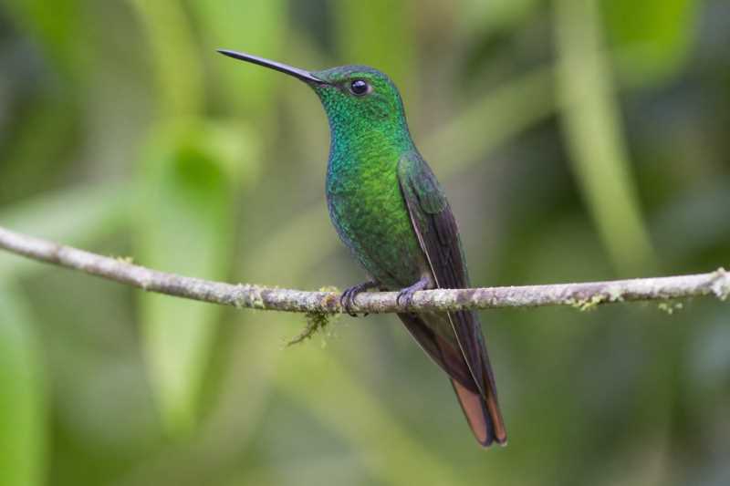 Image of a Rufous-webbed Brilliant in its natural habitat