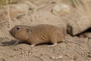 Image of a Ruidoso Pocket Gopher in its natural habitat