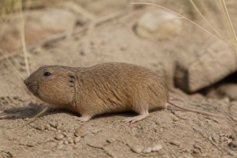 Image of a Ruidoso Pocket Gopher in its natural habitat