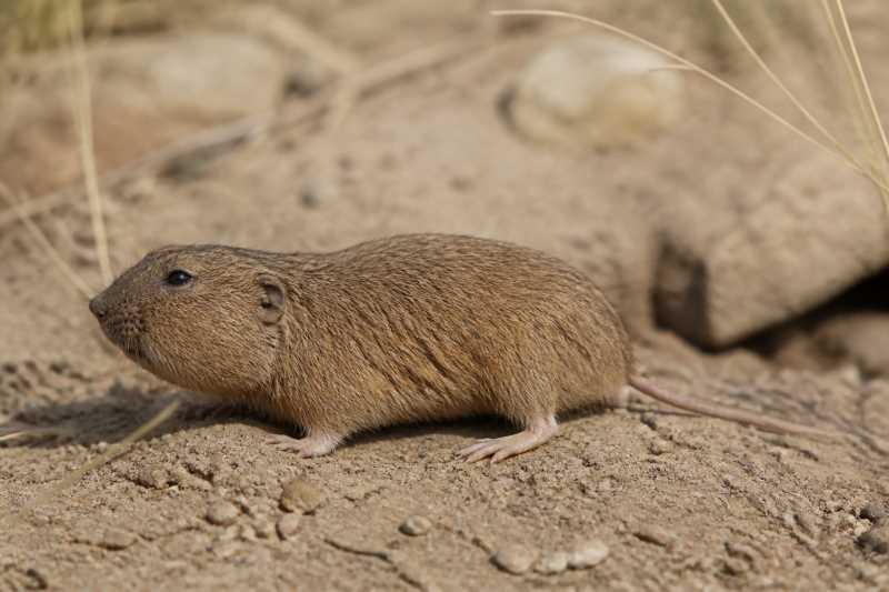 Image of a Ruidoso Pocket Gopher in its natural habitat