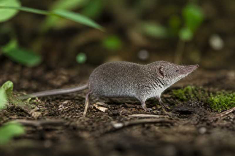 Image of a Rumpi Mouse Shrew in its natural habitat