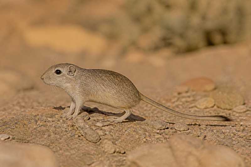 Image of a Rupicolous Gerbil in its natural habitat