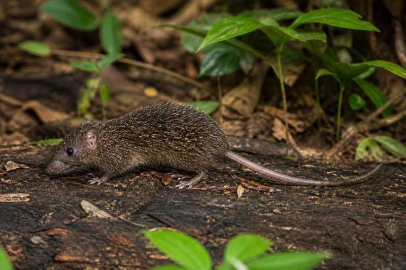 Image of a Ruschi's Spiny Mouse in its natural habitat