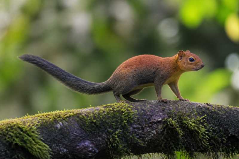 Image of a Ruwenzori Sun Squirrel in its natural habitat