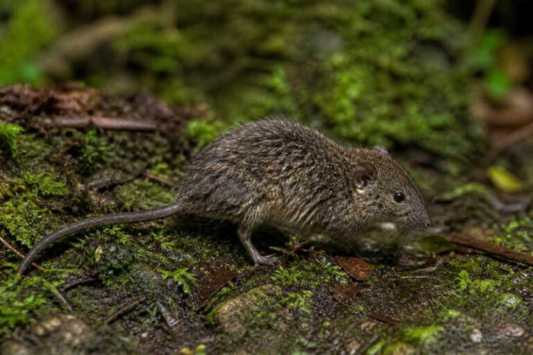 Image of a Rwenzori Shaggy Rat in its natural habitat