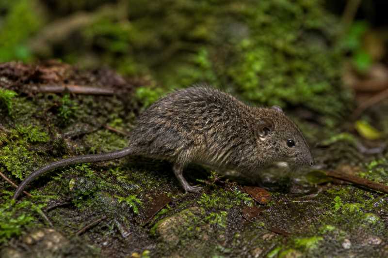 Image of a Rwenzori Shaggy Rat in its natural habitat