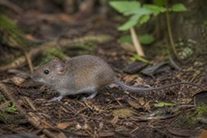 Image of a Ryukyu Mouse in its natural habitat