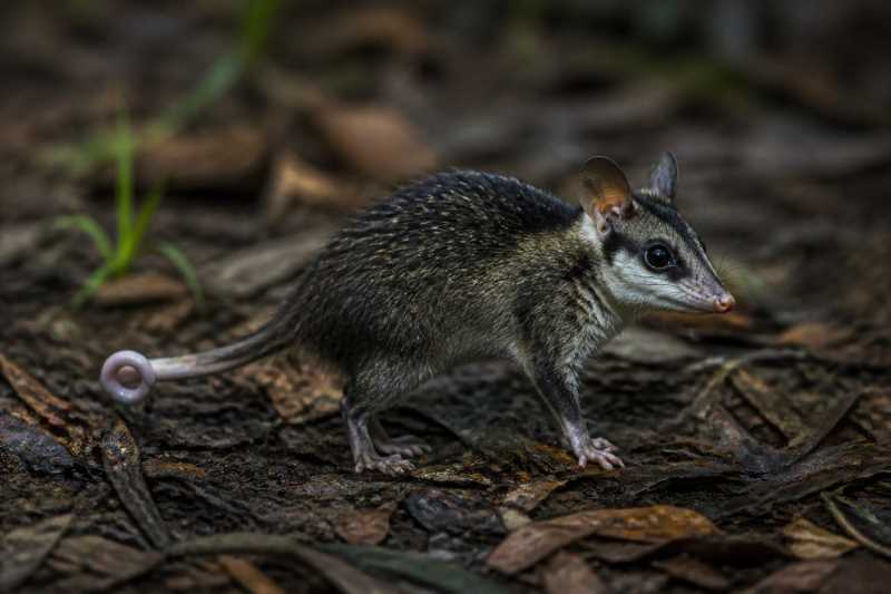 Image of a Saci Short-tailed Opossum in its natural habitat