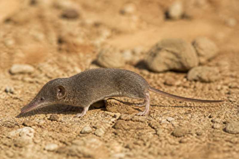 Image of a Saharan White-toothed Shrew in its natural habitat