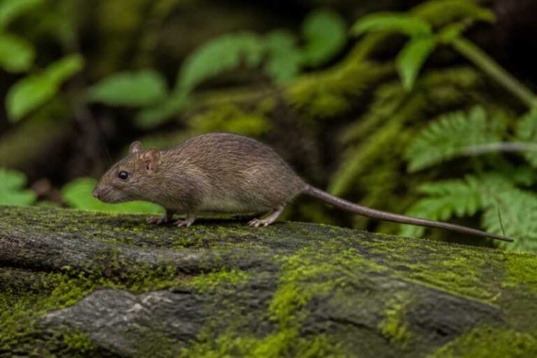 Image of a Sahyadris Forest Rat in its natural habitat