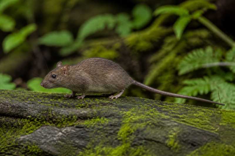 Image of a Sahyadris Forest Rat in its natural habitat