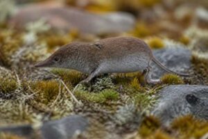 Image of a Saint Lawrence Island Shrew in its natural habitat