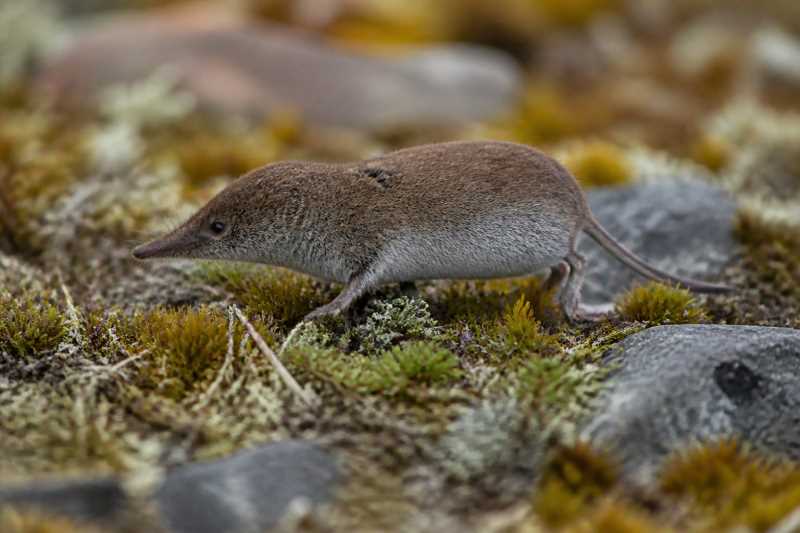 Image of a Saint Lawrence Island Shrew in its natural habitat